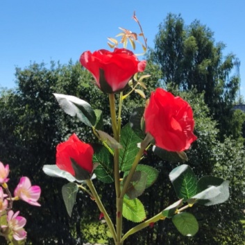 Rozes  uz  saules  baterijām  dažādu  krāsu